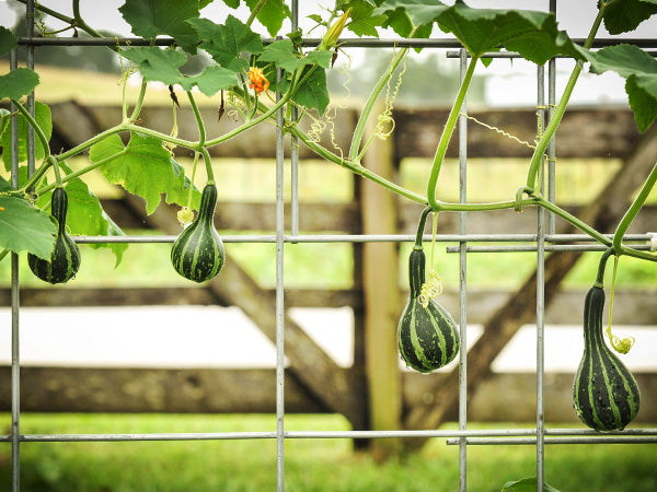 Gourd Seeds, Tennessee Dancing or Spinning