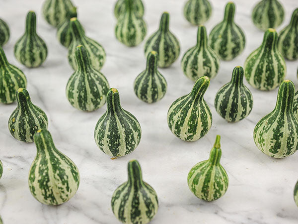 Gourd Seeds, Tennessee Dancing or Spinning