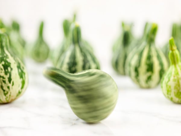 Gourd Seeds, Tennessee Dancing or Spinning