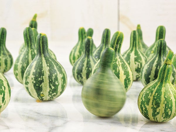 Gourd Seeds, Tennessee Dancing or Spinning