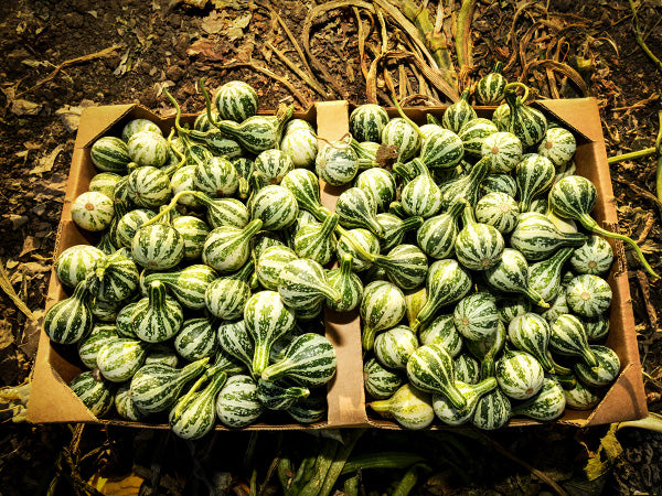 Gourd Seeds, Tennessee Dancing or Spinning