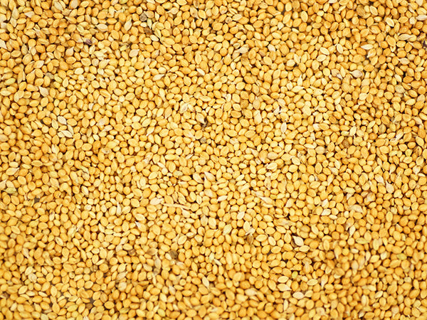 Millet Seeds, German Foxtail