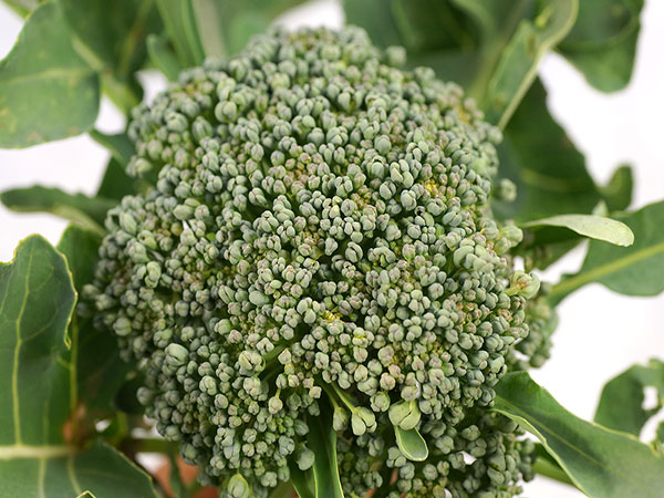 Broccoli Seeds, Umpqua