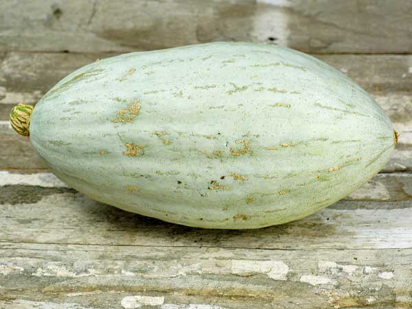Winter Squash Seeds, Hopi Pale Grey