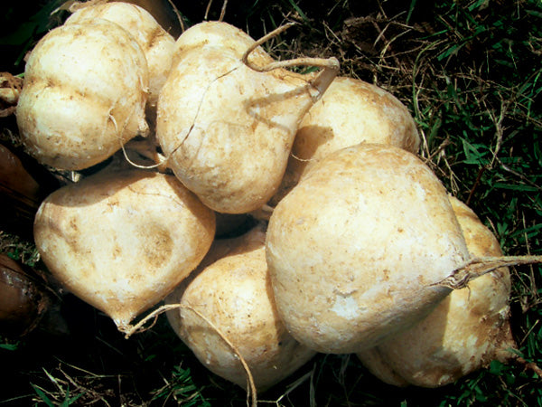 Asian Bean Seeds, Jicama or Yam