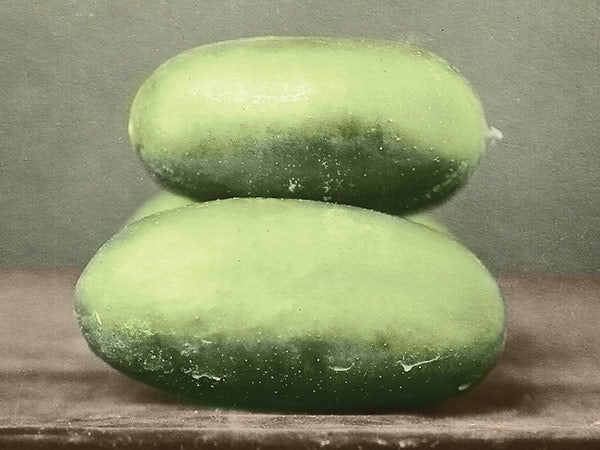Cucumber Seeds, Early Russian