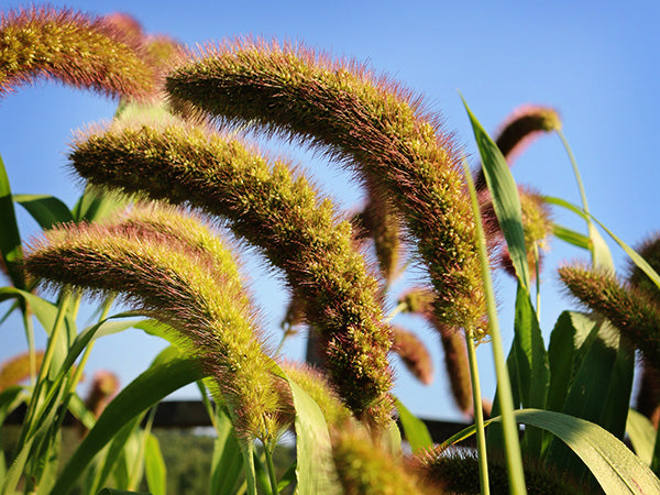 Millet Seeds, German Foxtail