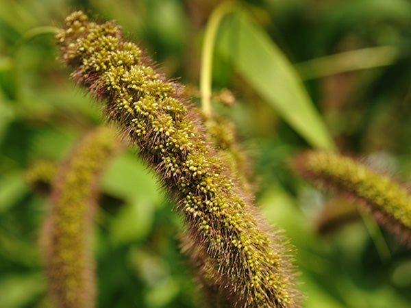 Millet Seeds, German Foxtail