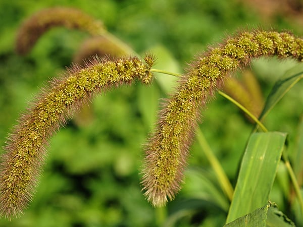 Millet Seeds, German Foxtail
