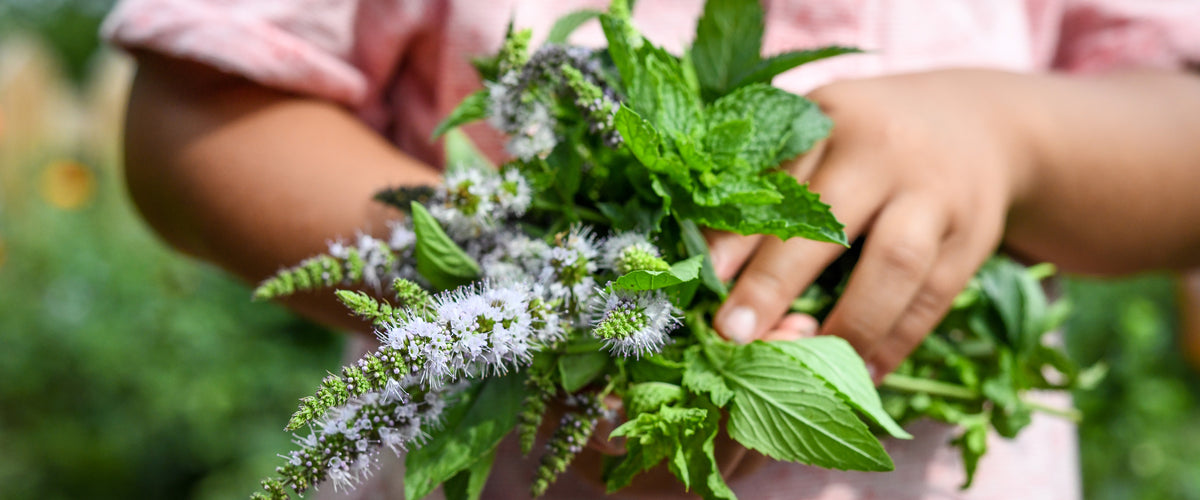 Mint Seeds collection hero