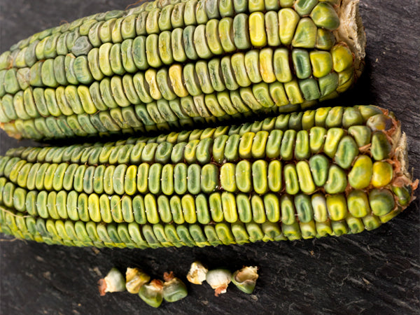 Corn Seeds, Oaxacan Green