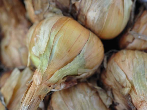 Amanda Hershberger Multiplier Onion (10 bulbs)