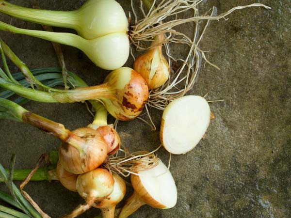 Amanda Hershberger Multiplier Onion (10 bulbs)