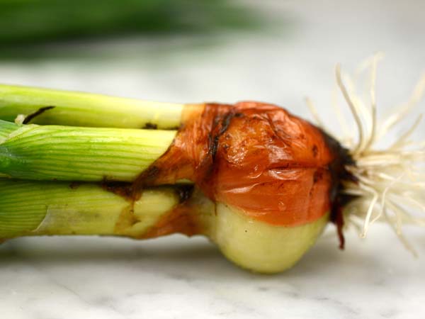 Amanda Hershberger Multiplier Onion (10 bulbs)