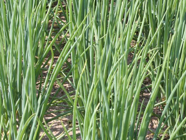 Amanda Hershberger Multiplier Onion (10 bulbs)
