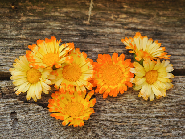 Calendula Seeds, Oopsy Daisy