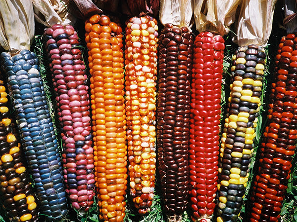 Corn Seeds, Painted Mountain