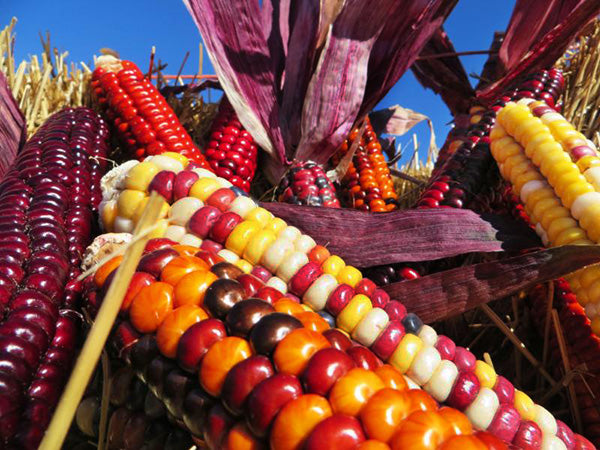 Corn Seeds, Painted Mountain