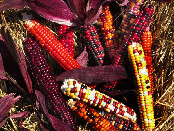 Corn Seeds, Painted Mountain