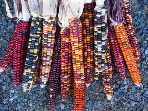 Corn Seeds, Painted Mountain