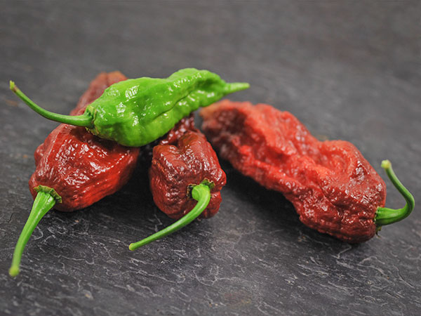 Hot Pepper Seeds, Chocolate Bhut Jolokia