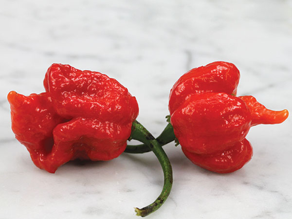 Hot Pepper Seeds, Trinidad Scorpion