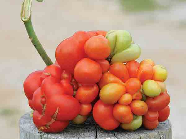 Tomato Seeds, Reisetomate