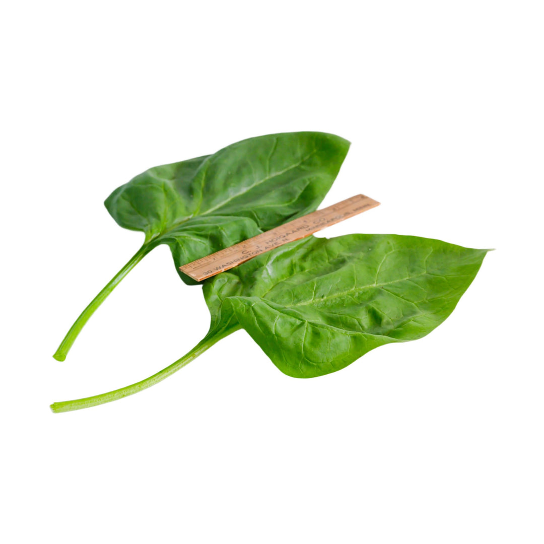Sapporo Giant Spinach