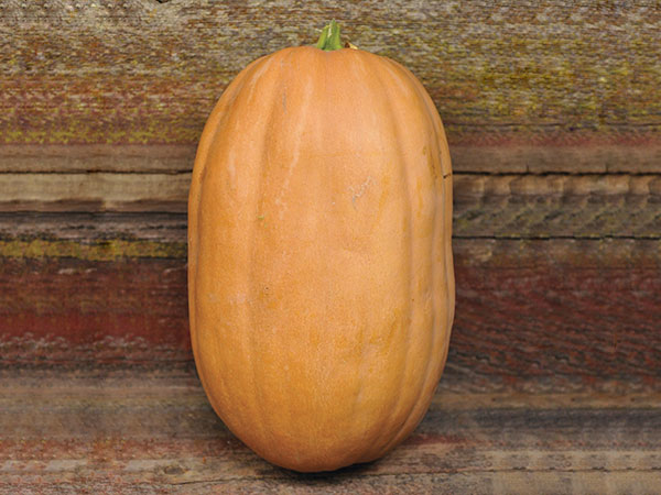 Winter Squash Seeds, Dickinson Pumpkin