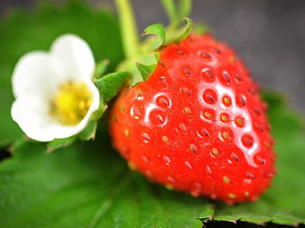 Strawberry Seeds, Tresca