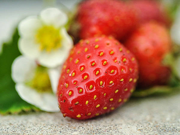 Strawberry Seeds, Tresca