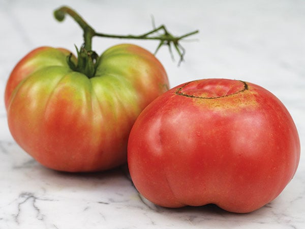Tomato Seeds, Rebekah Allen