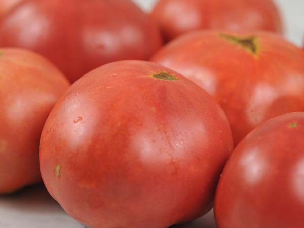 Tomato Seeds, Rebekah Allen