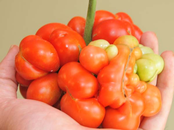 Tomato Seeds, Reisetomate