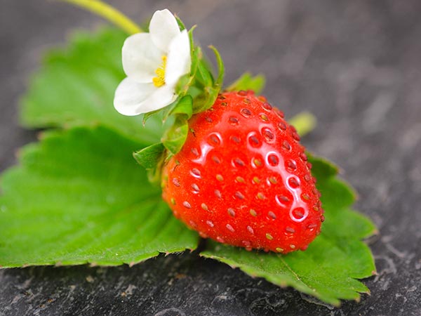Strawberry Seeds, Tresca