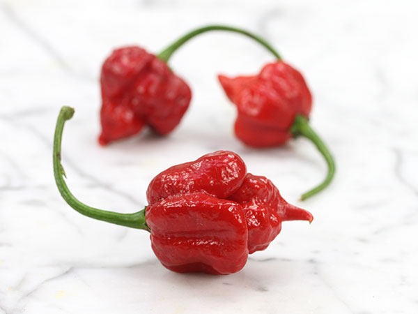 Hot Pepper Seeds, Trinidad Scorpion