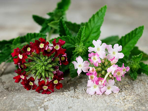 Verbena Seeds, Ideal Florist Mix