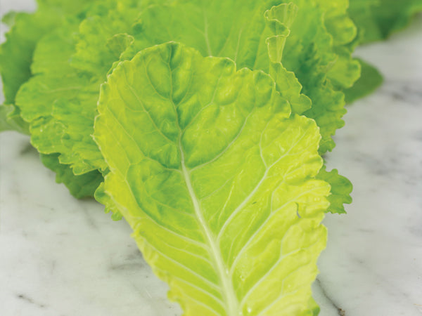 Collard Seeds, Yellow Cabbage