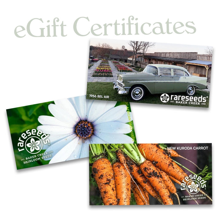 Electronic Gift Certificate