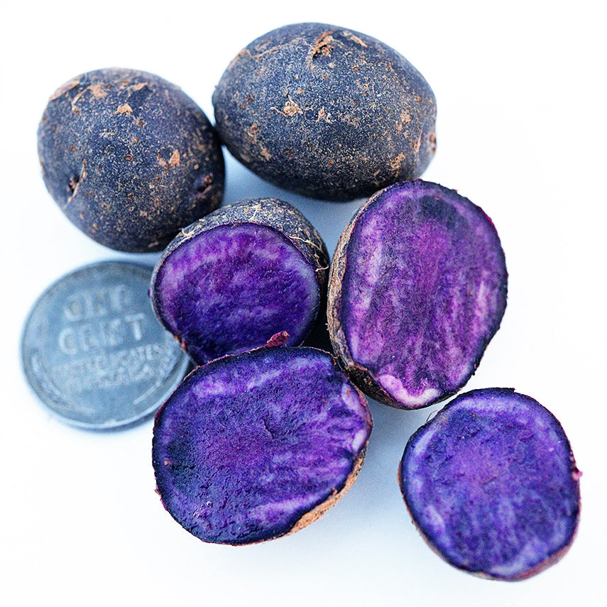Close-up of Adirondack Blue Micro Tuber Potatoes with a penny to show the size on a white background.