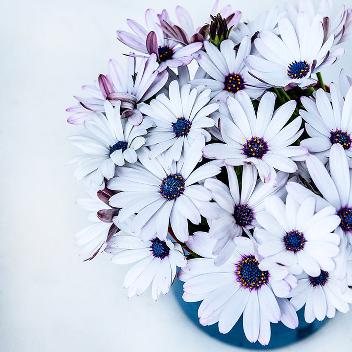 African Blue Disc Daisy in a dark blue vase and white background.