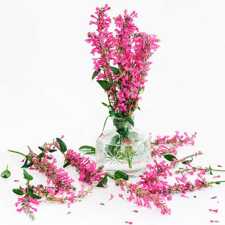 Raspberry Daiquiri Agastache arranged in glass container on a white background.