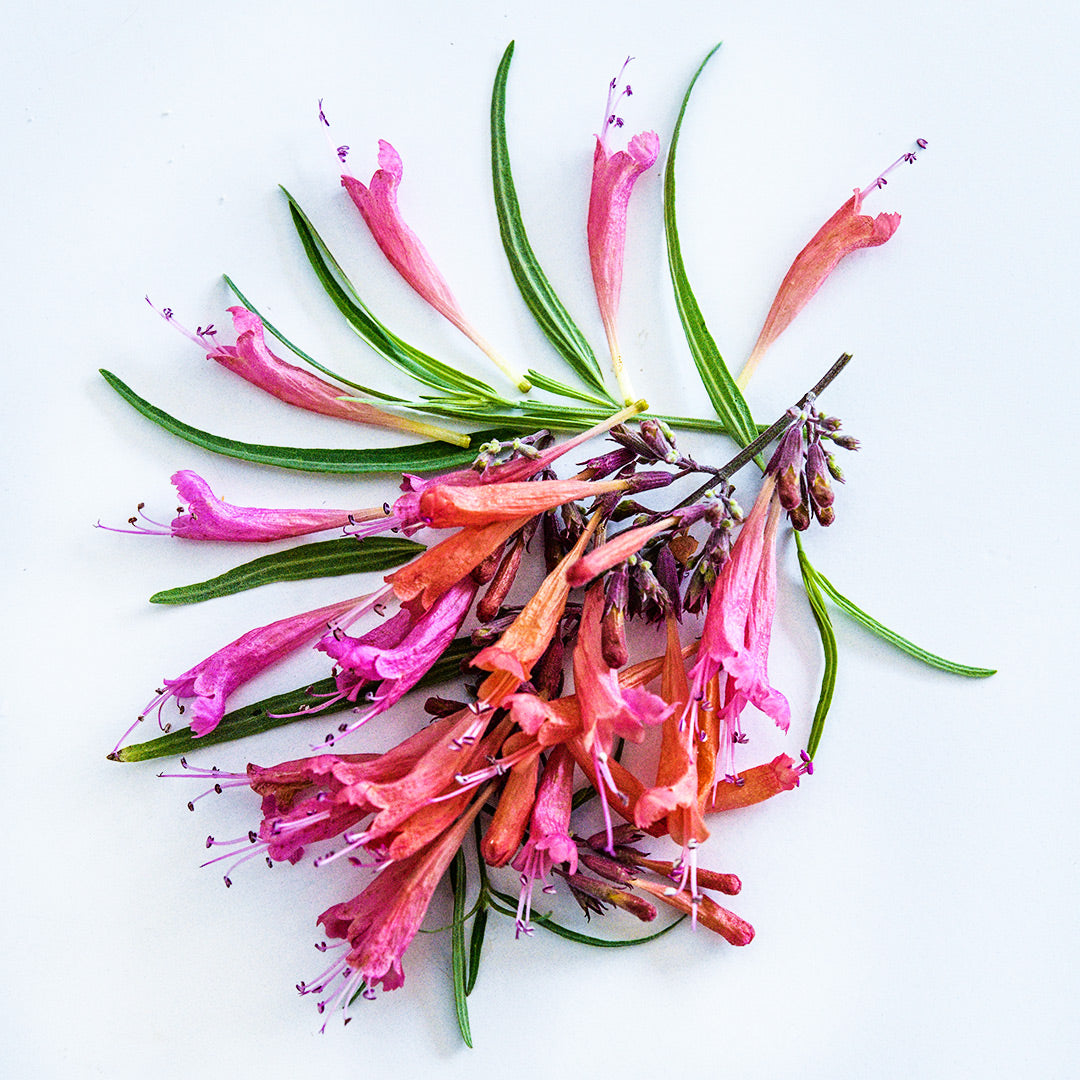 A close-up of an arrangement of Apache Sunset Agastache flowers and leaves on a white background.
