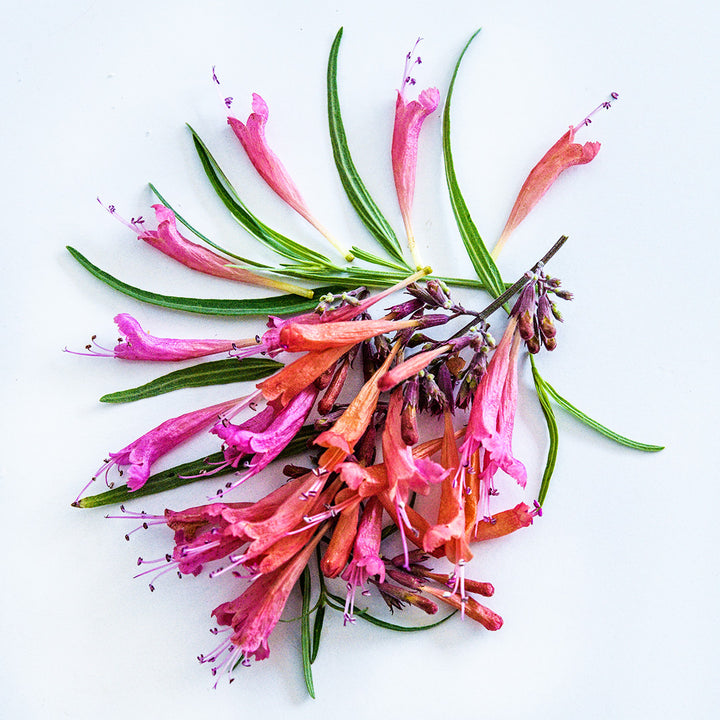 A close-up of an arrangement of Apache Sunset Agastache flowers and leaves on a white background.