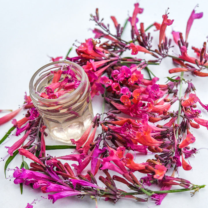 Several Apache Sunset Agastache stems with tea on white background.