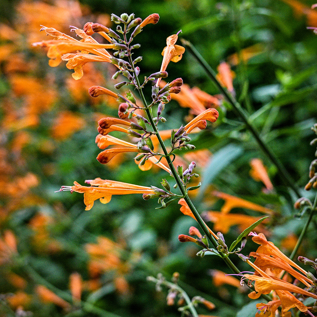 A close-up of an Apricot Sprite Agastache bloom in the greenhouse at the Baker Creek farm.