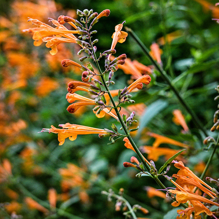 A close-up of an Apricot Sprite Agastache bloom in the greenhouse at the Baker Creek farm.