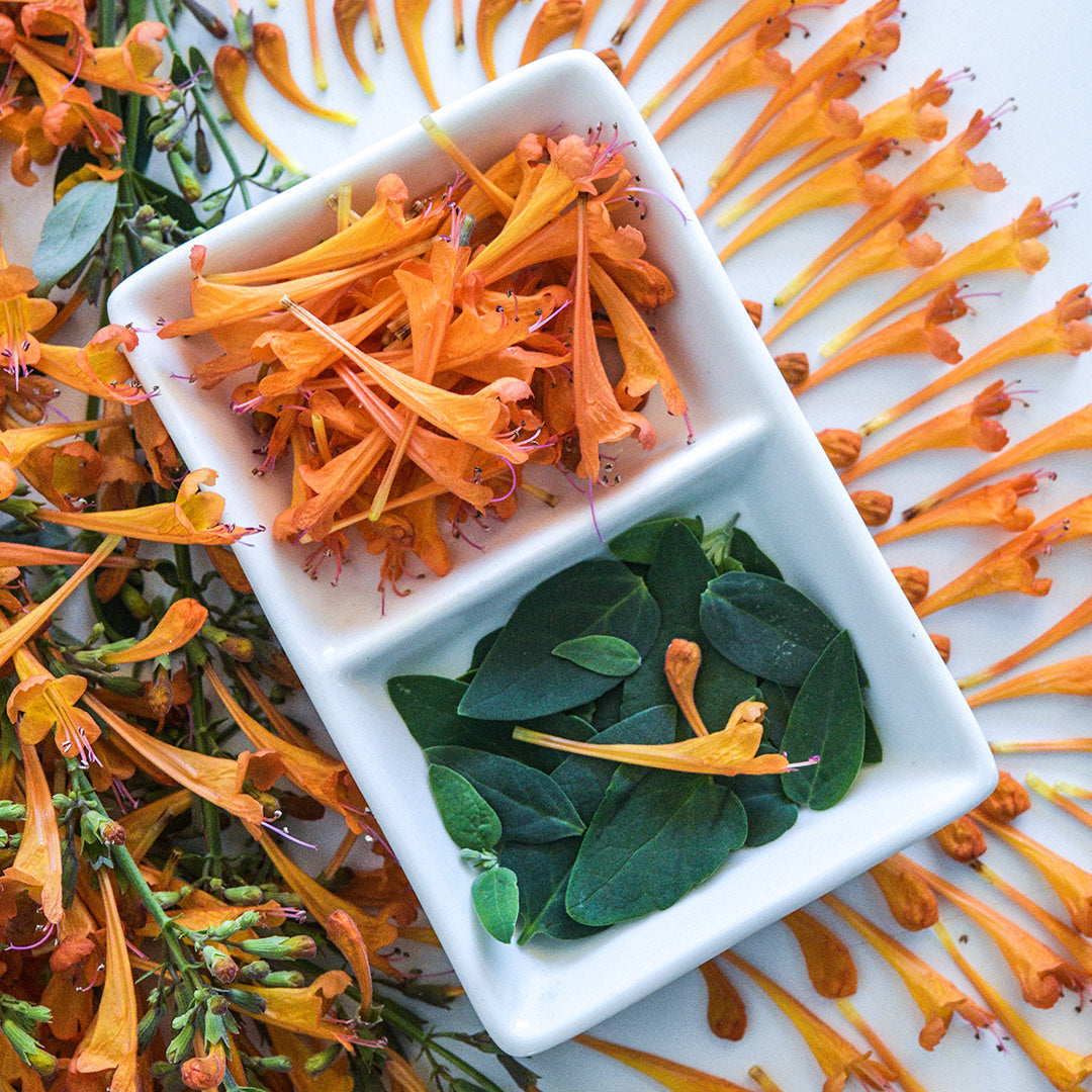A close-up of Apricot Sprite Agastache blooms on a plate with leaves on a white background.