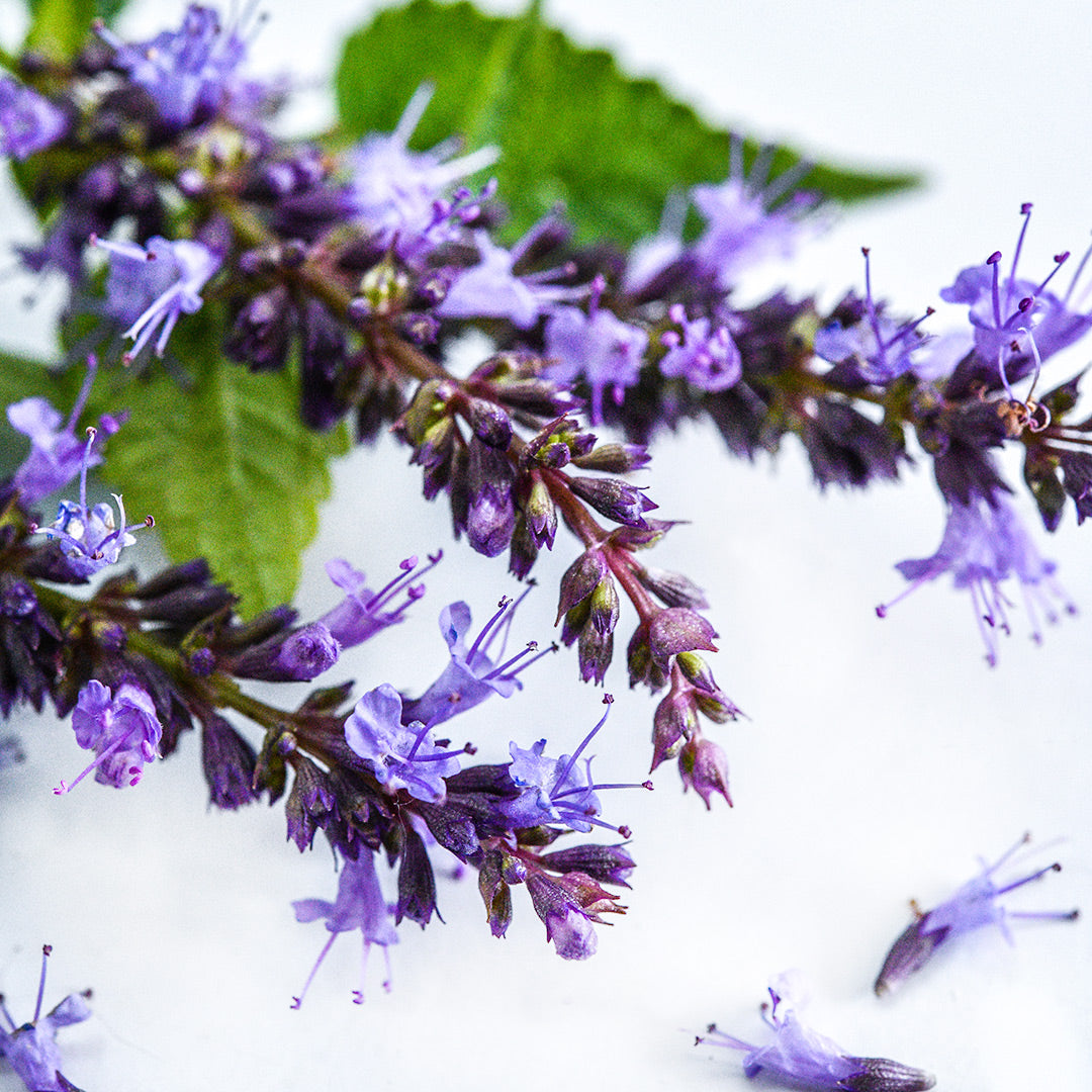 A close-up view of Astello Indigo Agastache stems with flowers and blooms on a white background.