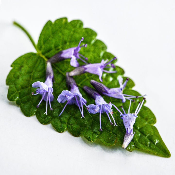 A close-up of a single Astello Indigo Agastache leaf with tiny blue blooms on a white background.